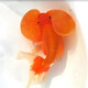 AIPHAROW精品水泡金魚活魚國粹觀賞魚泡眼淡水冷水活體招財(cái)水族寵物紅五花 8-9cm精品紅水泡 1條