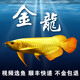 金龍魚活魚幼苗龍魚觀賞魚練手過背印尼辣椒血紅龍魚苗小高背龍魚 特級(jí)藍(lán)底高背金龍 16-18cm【證書芯片齊全】