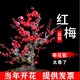 美外四季開(kāi)花梅花盆栽樹(shù)苗紅梅盆景樹(shù)樁耐寒室內室外植物花卉帶花 8年紅梅
