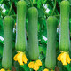 播種心情 家庭種植蔬菜種子孑籽大全四季播種陽(yáng)臺盆栽農家庭院小菜園有機 肉絲瓜種子2包
