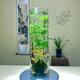 MPPMCK觀音竹 水培米竹水培魚缸玻璃瓶帶根苔蘚球植物室內(nèi)禪意盆栽鳳尾 水培款30根苔蘚球翡翠觀音竹40cm