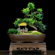 瀚林怡景（HANLINYIJING）小葉雀舌羅漢松盆景植物樹樁造型老樁室內(nèi)綠植客廳辦公室桌面盆栽 雀舌羅漢松S型-小橋流水-木座