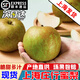 【順豐包郵】上海莊行蜜梨奉賢翠冠青皮水果梨子新鮮當(dāng)季大果脆甜 精選10斤特大果  單果約6-7兩