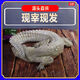 新鮮鱷魚(yú)整只鱷魚(yú)整條 食用鱷魚(yú)整條現(xiàn)殺 新鮮鱷魚(yú)整條活體宰殺 現(xiàn)殺13-14斤整條發(fā)貨