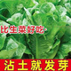 耐熱孔雀菜種子四季種可生吃高營(yíng)養直立生菜種子田園盆栽沙拉生菜 【改良款-精選原種5000?！坎簧?869孔雀菜種子(撒土就活)耐熱易