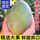 皇金蜜四川攀枝花凱特芒果生鮮水果整箱包郵當(dāng)季熱帶新鮮水果現(xiàn)摘青皮 9斤大果（單果400G+)