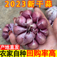 【新店開張】2025新鮮山東大蒜9斤5斤整箱批發(fā)蒜大蒜頭優(yōu)質(zhì) 1000g 【新店開張】大果