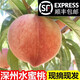 菓靈稥【順豐直達】河北深州水蜜桃大蜜桃馬莊特產(chǎn)大壽桃貢桃中秋禮盒 8個(gè)裝【單果7兩以上】家庭裝 順豐直達 送禮佳品