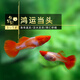 魚(yú)官兒 純種孔雀魚(yú)活體熱帶魚(yú)觀(guān)賞魚(yú)鳳尾魚(yú)淡水繁殖孕母孔雀適合新手養 鴻運當頭孔雀魚(yú)1對