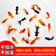 智伴熊 ZIBARBEAR蝶尾金魚(yú)鎏金小金魚(yú)活觀賞魚(yú)小型冷水魚(yú)淡水魚(yú)好養(yǎng)耐活紅獅魚(yú)泰獅 4-5cm隨機(jī)小金魚(yú)6條