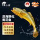 黃小漁【冰鮮野化】寧德深海大黃魚(yú) 350g*3條 黃花魚(yú) 源頭直發(fā)