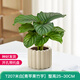墨一綠植盆栽室內(nèi)桌面花卉植物 青蘋(píng)果竹芋+奶油色棒棒花盆 源頭直發(fā)