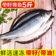 東北沙丁魚(yú)冷凍無(wú)冰大青魚(yú)特產(chǎn)傳統年貨沙丁鯡魚(yú)青占魚(yú)海鮮魚(yú)新鮮 凈重5斤共9-10條（帶籽帶油）