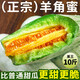 山東羊角蜜甜瓜新鮮水果斤當(dāng)季脆甜蜜瓜香瓜時令羊角脆整箱 帶箱5斤【暢享裝】現(xiàn)摘產(chǎn)地直發(fā)