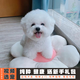 伊寵純種比熊幼犬寵物狗狗活體小狗活物幼崽小型犬 寵物級 公