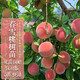 四萬(wàn)公里【買(mǎi)一送一】桃樹(shù)樹(shù)苗春雪特大果品種 盆栽地栽南北方種植沂蒙山