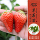 壽禾 蔬菜苗活苗帶土發(fā)貨大全菜苗種苗秋冬各種秧苗山東壽光苗子陽(yáng)臺 章姬草莓苗3棵+2包肥