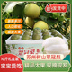 蘇州樹(shù)山翠冠梨【產(chǎn)地直發(fā)】現(xiàn)摘樹(shù)山梨10斤大果禮盒裝青皮梨新鮮 10斤 精選超大果【店長(zhǎng)推薦】