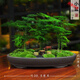 苔蘚微景觀植物虎須小盆栽文竹辦公桌擺件創(chuàng)意金錢盆景 禪心E款小盆（配工具） 含盆