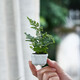 八芽海島羅漢松指尖微型盆栽桌面小綠植迷你拇指好養植物源頭直發(fā)包郵 迷你狼尾蕨（拇指白盆） 陶瓷盆-帶盆栽好