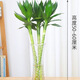 文昌竹帶根土培水培植物辦公室客廳居家書(shū)桌 擺放植物 文昌竹3支 50-60厘米高