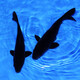 AIPHAROW純黑烏金錦鯉水族活體純種鐵包金觀(guān)賞魚(yú)冷水魚(yú)寵物黑色錦鯉魚(yú) 黑色錦鯉8-10cm1條