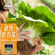 IDEAL理想農(nóng)業(yè) 甜糯奶白菜種子四季速生矮腳白種籽夏季種耐熱蔬菜種子