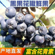 不老莓野櫻莓黑果花楸天然胰島素四季優(yōu)美隨便果速凍鮮果酵素果酒 10斤 冷凍果 大連基地直發(fā)