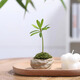八芽迷你羅漢松指尖小盆栽?xún)艋諝馐覂茸烂嫘【G植辦公室源頭直發(fā)包郵 凌云羅漢松-拇指款 帶盆栽好