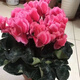 御春閣仙客來(lái)盆栽室內(nèi)花卉 兔子花 花苗兔耳花蘿卜海棠帶盆帶花帶土發(fā)貨 仙客來(lái)粉色（帶花苞）原盆原土