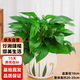 行湘綠蘿盆栽水培綠植新房除甲醛植物 110號綠蘿+草花陶瓷盆 源頭直發(fā)