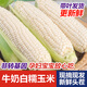 顧果鮮新鮮白糯牛奶玉米當季現摘帶皮嫩苞谷代餐甜糯玉米棒子蔬菜整箱 5斤