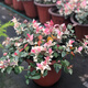 晨際花葉絡(luò)石盆栽陽臺庭院耐熱耐寒綠植花園彩葉絡(luò)石吊蘭植物易養(yǎng)活 今日特價180#大盆花葉絡(luò)石 帶盆栽好