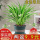 金邊吊蘭盆栽室內客廳垂吊花卉清新辦公室桌面四季綠植物 金邊吊蘭兩盆送加侖盆兩個(gè)