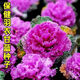 紫色羽衣甘藍種子葉牡丹可食用甘藍菜可觀(guān)賞四季耐寒耐熱雨衣甘蘭 紫羽衣甘藍種子 粒粒精選【1包約100?！? title=