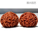 春枝韻文玩核桃樹(shù)苗京八棱盆栽蛤蟆頭門(mén)墩四座樓白獅子頭宮燈核桃苗宮燈【當年結果】5年苗81cm(含)-110cm(含)