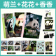 【當(dāng)當(dāng) 正版包郵】熊貓花花 萌蘭 香香 福寶 渝可渝愛書 蔣林 譚爺爺與果賴 三太子么么兒 熊貓科普?qǐng)D鑒成長(zhǎng)記錄熊貓的書 熊貓相關(guān)的書 熊貓花花+熊貓香香+熊貓萌蘭