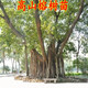 庭院綠化苗木 高山榕樹(shù)苗 馬榕苗 大青榕 大葉榕樹(shù)苗生氣根長(cháng) 70-80厘米高苗