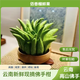 佰香櫞云南新鮮佛手果柑佛手水培觀賞清供把玩聞香食用現(xiàn)貨速發(fā) 優(yōu)選/2斤