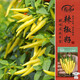 壽禾小米辣椒種子種苗超辣春季家庭種植蔬菜種籽 濰豐小米辣種子60粒