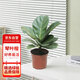花行榜 琴葉榕盆栽客廳室內大型綠色植物 15-20cm高（不含盆）源頭直發(fā)