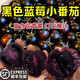鑫果滋【順豐】山東藍莓小番茄 黑玫瑰紫黑色圣女果新鮮紫色花青素水果 3斤 黑玫瑰藍莓番茄