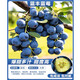 歐悟正宗藍莓樹(shù)苗帶原土藍莓樹(shù)果苗盆栽地栽果樹(shù)苗室內耐寒南北方種植 籃豐【6年苗】含原土