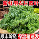 農大姐妹順豐速運 羽衣甘藍 綠葉甘藍嫩葉 芥藍菜 榨汁健身輕食 沙拉蔬菜 500g