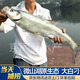 原生態(tài)現(xiàn)捕大翹嘴魚新鮮活魚現(xiàn)殺大白刁子小大白條魚淡水翹殼生鮮 翹嘴魚【2斤/條】