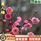 黛陌四季梅花樹(shù)苗冬季原生苗骨里紅梅濃香型庭院盆栽地栽花卉苗木 美人梅【當年開(kāi)花】 其他