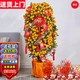 愛(ài)惜金桔盆栽四季大型觀(guān)賞金橘室內年橘年宵花卉年桔子樹(shù)植物帶果發(fā)貨 90-100公分（金黃*滿(mǎn)果）送配飾+盆