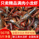 湖北潛江自產(chǎn)自銷清水稻田鮮活小龍蝦5斤裝大蝦超大（干凈免刷） 4567中號五斤（一斤大概18-20）