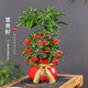 開(kāi)時(shí)果 富貴籽盆栽帶果發(fā)貨 黃金萬(wàn)兩樹(shù)苗旺宅綠植辦公室內客廳桌面盆景 【帶果發(fā)貨】富貴籽+紅色福袋盆+陶粒