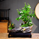 自然空間福建茶盆景綠植室內(nèi)擺件好養(yǎng) 金蟬紫砂造型福建茶+250座 源頭直發(fā)